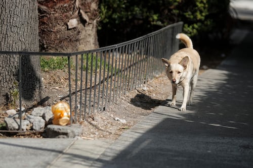 Sacrificio de 10 mil perros en Tecámac: Activistas cuestionan bajo qué método se mató a los animales