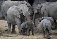 Día Mundial del Elefante: ¿Cuáles son las dos amenazas que podrían extinguir a las 3 especies?