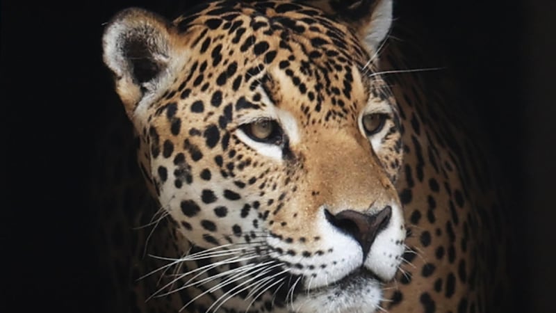 ‘Depredador fundamental’: Guanajuato registra la presencia de un jaguar por primera vez en Sierra Gorda