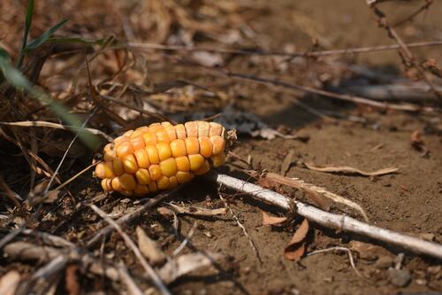 ‘Pleito’ entre EU y México por maíz transgénico: ¿Cuáles son las posibles consecuencias?