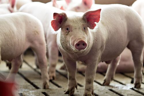 Vietnam intensifica la lucha contra peste porcina africana