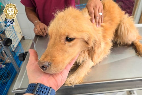 Maltrato animal en CDMX: Rescatan a una perrita y hallan restos óseos de 5 caninos más en Tlalpan