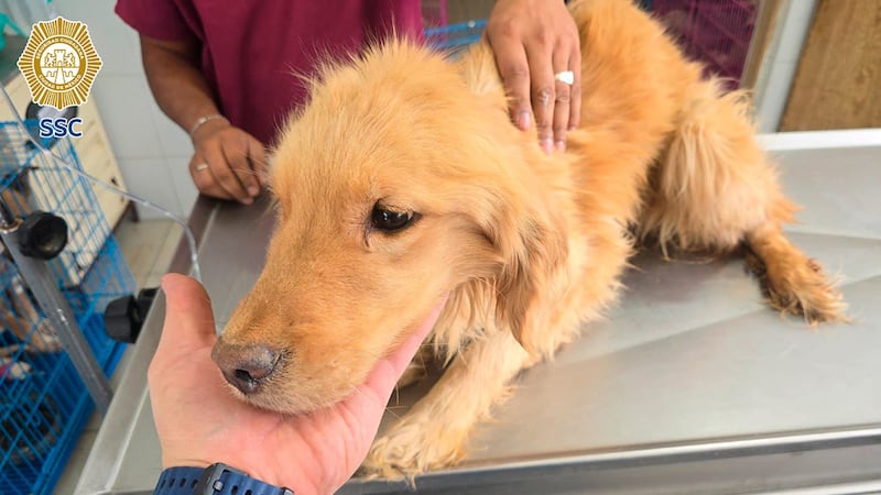 Maltrato animal en CDMX: Rescatan a una perrita y hallan restos óseos de 5 caninos más en Tlalpan