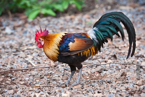 Hidalgo declara las peleas de gallos como Patrimonio Cultural Inmaterial