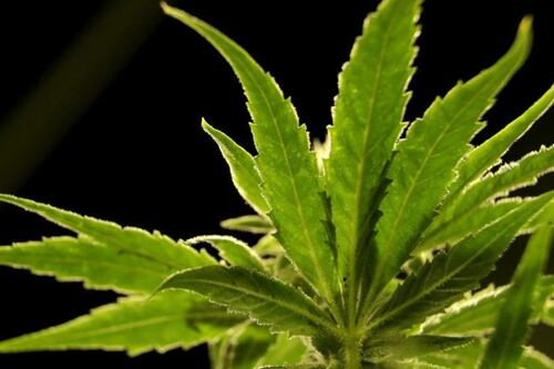 DEA podría reclasificar a la marihuana como droga menos peligrosa: Esto sabemos del cambio histórico