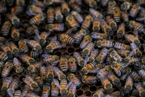 Muere mujer por picadura de abeja africana en Tabasco; hay cinco hospitalizados