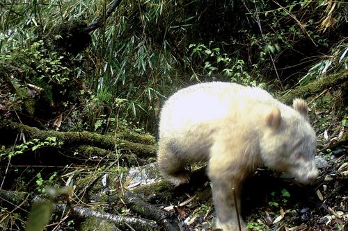 ¿Un panda albino? Sí existe y vive en una reserva de China