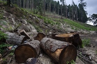 Tala ilegal en Parque Nacional Izta-Popo está fuera de control; especies corren riesgo de muerte