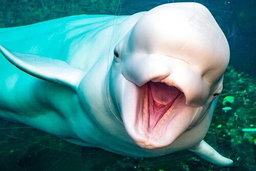 ‘Milagro en el ártico’: rescatan cantos de belugas