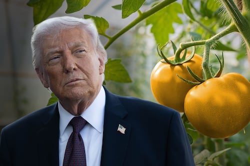¿Por qué Trump tiene la ‘culpa’ de que pagues hasta 50 pesos por el kilo de jitomate?