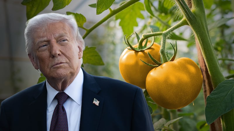 ¿Por qué Trump tiene la ‘culpa’ de que pagues hasta 50 pesos por el kilo de jitomate?