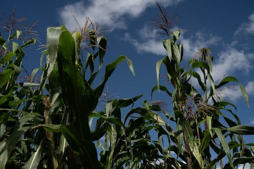 De Ormuz a la Central de Abastos
