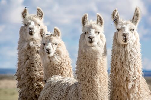 ¿Llamas ‘al rescate’ del mundo? Estudio revela que podrían tener anticuerpos contra COVID-19