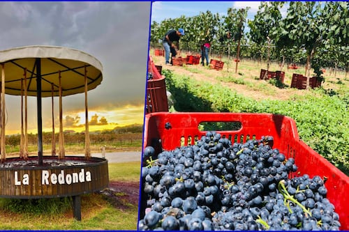 Conflicto en Viñedos La Redonda: ¿Quién es el fundador de la casa vitivinícola en Querétaro?