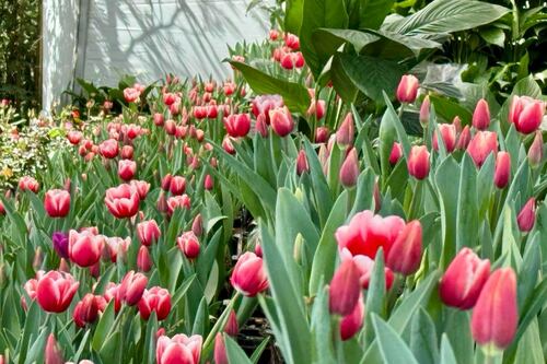Los tulipanes son lo de hoy: Desplazan a las rosas para los regalos del 14 de febrero