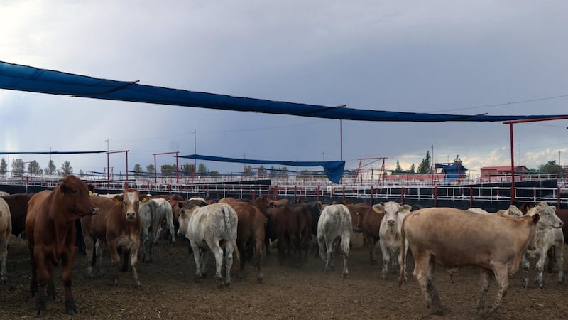 EU activa respuesta de emergencia por gusano barrenador tras detección de casos en ganado