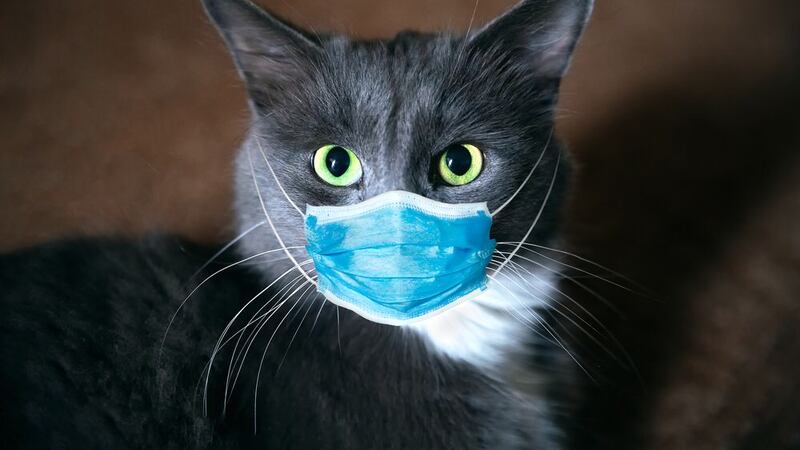 ¡Con los michis no! Estudio revela incremento de contagios de COVID en mininos alemanes