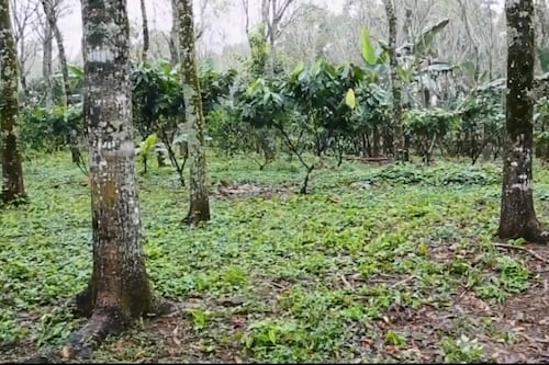 AMLO presenta programa Sembrando Vida, ¿de qué va?