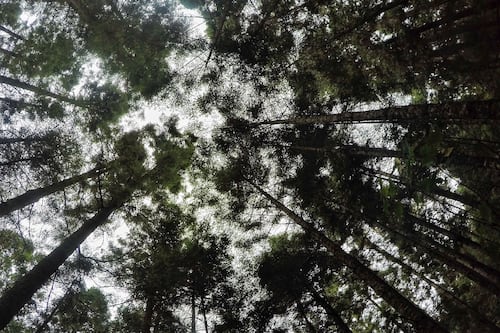 Movimiento Ciudadano presenta amparo contra reducción de 75% de gastos operativos de la Conanp