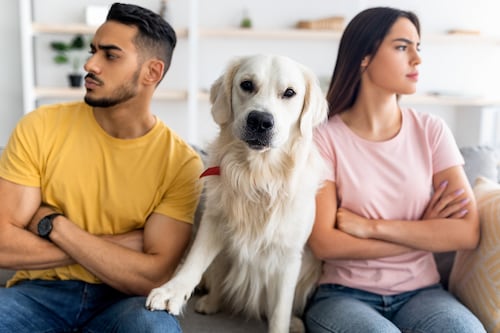Mascotas podrían recibir pensión alimenticia tras divorcios; así es la reforma que proponen en CDMX