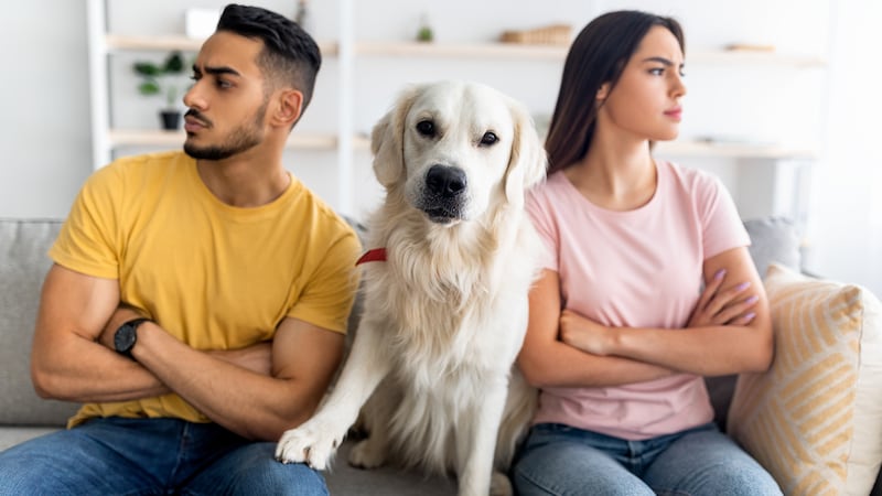 ¿Pensión para mascotas tras un divorcio? Proponen reforma en CDMX para garantizar su manutención