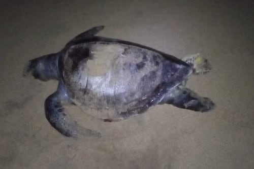 Investigan muerte de 16 tortugas en playas de Guerrero