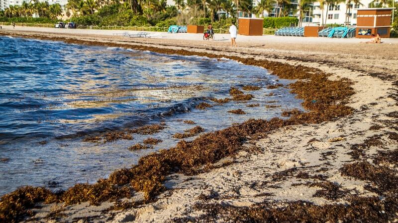 Sargazo en niveles históricos: Masa de algas se encamina a la Península de Yucatán
