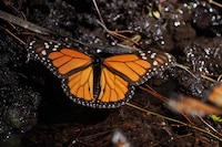 Vuelven a ser las reinas: Presencia de la mariposa monarca aumenta 64%