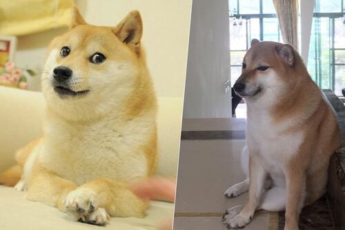 Cheems vs. Doge: ¿Cuál es el famoso perro que aparece en Twitter?