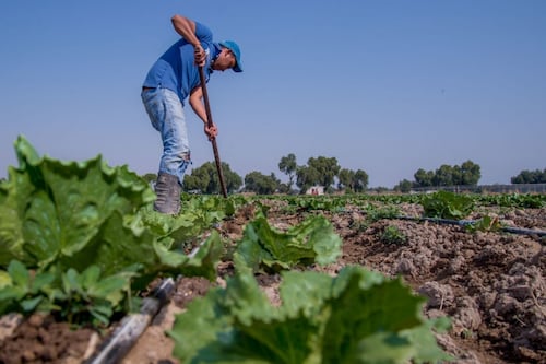 Brote de diarrea explosiva: México y EU descartan presencia del parásito Cyclospora en lechugas mexicanas