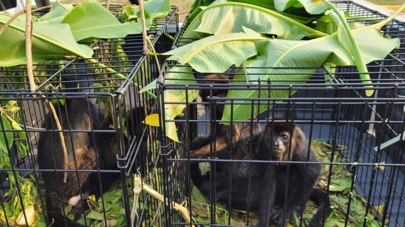 ¿Cuántos monos saraguatos han muerto en la ola de calor y por qué están en peligro de extinción?