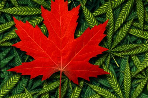 Cumplen 5 años acciones de cannabis en bolsa