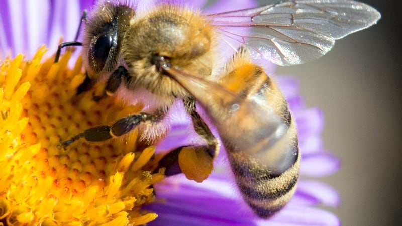 ¿Qué está matando a las abejas? Un estudio revela sinergia entre pesticidas, parásitos y hambre