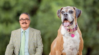 Pedro Sola se disculpa por comentario sobre perros en plazas y restaurantes. (Foto: Cuartoscuro/Shutterstock)