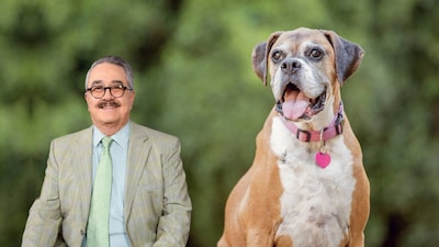 Pedro Sola se disculpa por comentario sobre perros en plazas y restaurantes. (Foto: Cuartoscuro/Shutterstock)
