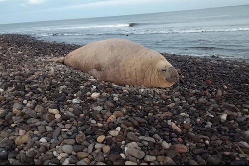 ‘Si está re’ a gusto’: Sorprende el elefante marino ‘Panchito’ a visitantes de playas en Nayarit
