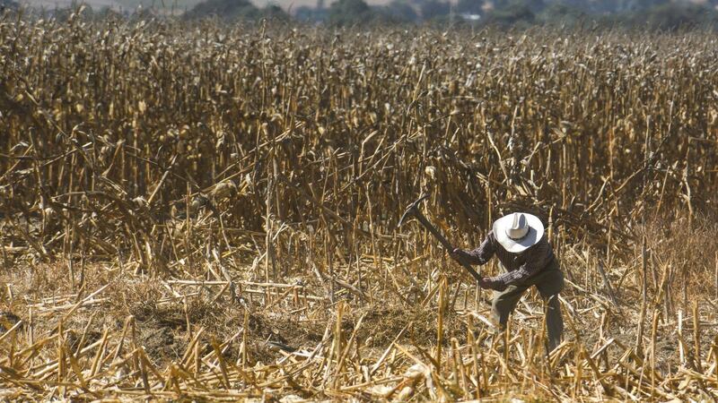 SAT ‘echa la mano’ a agricultores y pescadores: les exenta de hacer declaración anual obligatoria
