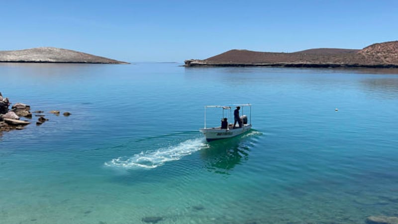Demandan a Trump por poner en peligro a ballenas y tortugas del Golfo de México