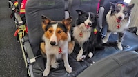 Orly, Balam y Kenai: Los perritos rescatistas mexicanos que viajan a Venezuela para buscar sobrevivientes