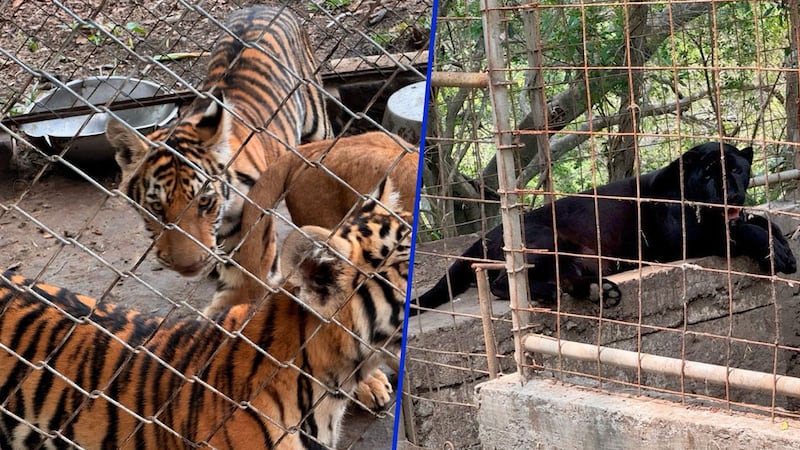 Rescatan a 75 animales de vida silvestre en Veracruz; estaban hacinados y sin alimento