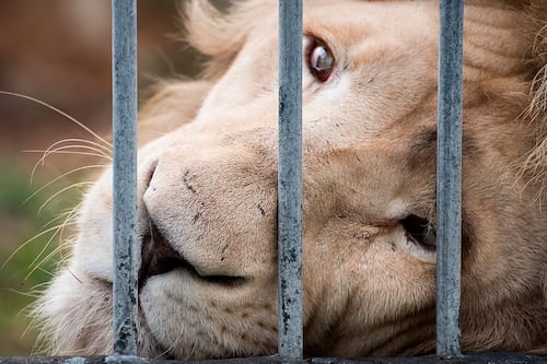 Cae organización criminal internacional dedicada al tráfico de animales en México