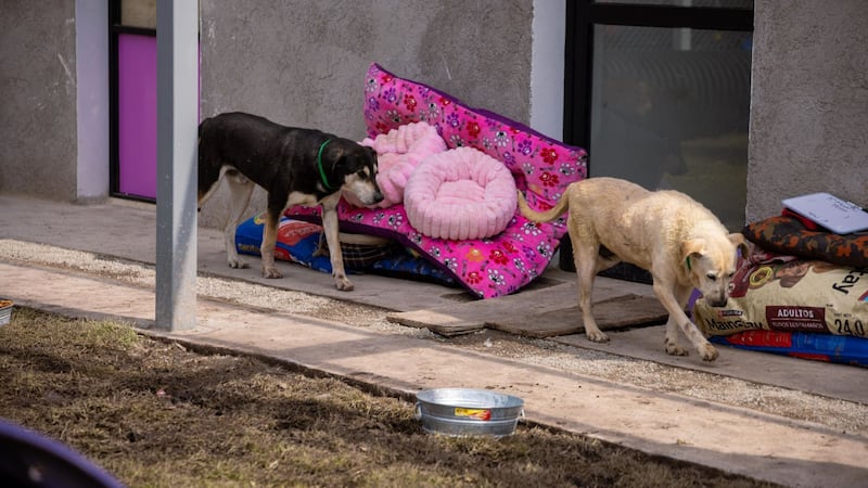 Rescate de perros y gatos de Refugio Franciscano: Mueren 6 ‘lomitos’ más y hay 21 hospitalizados