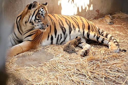 Escapa tigre de centro de resguardo de la Semarnat en Edomex; piden estar alerta