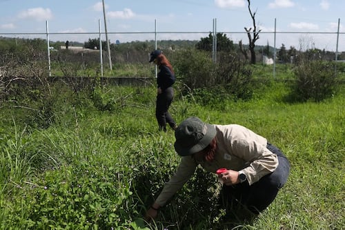 Crisis de desaparecidos en México: Prueban con cerdos y drones para localizar fosas