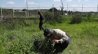 Crisis de desaparecidos en México: Prueban con cerdos y drones para localizar fosas
