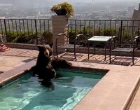 ‘Qué agusticidad’: Ola de calor en California provoca que oso se meta al jacuzzi de una casa