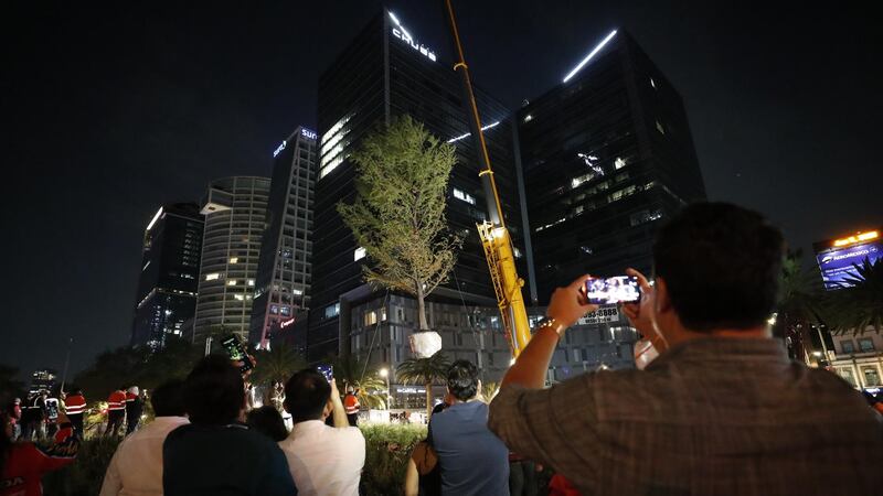 Hoy es el día: plantan ahuehuete en la que hasta hoy fue la Glorieta de la Palma
