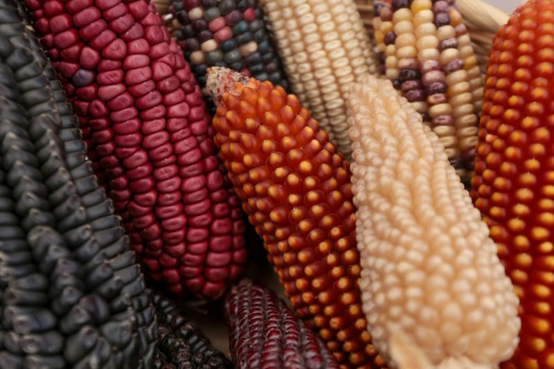 México aumenta 6% sus importaciones de granos; compra más maíz amarillo