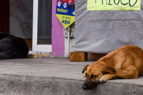 Los adoptaron en pandemia y los dejaron después: México encabeza la crisis del abandono de perros