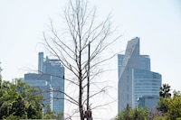 Retiran ahuehuete de Paseo de la Reforma; este será su destino